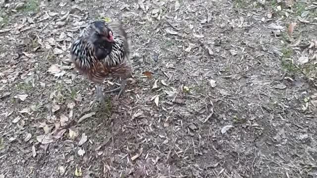 Chickens part 2