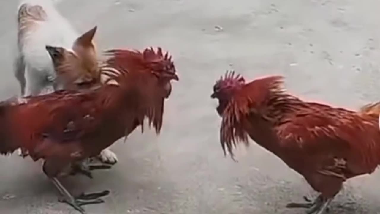 Animal fun