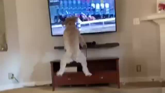 Funny dog