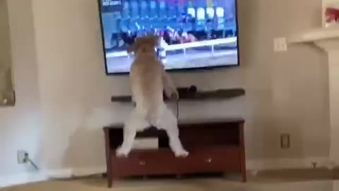 Funny dog