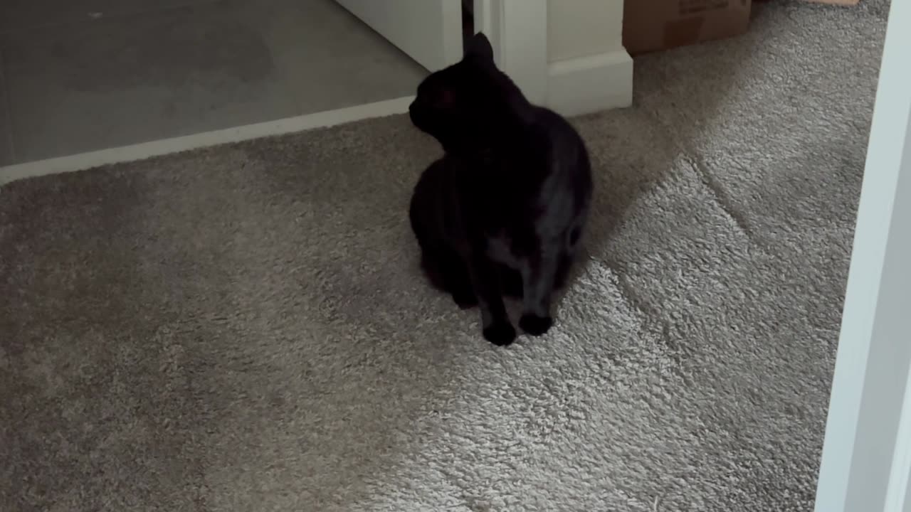 Adopting a Cat from a Shelter Vlog - Cute Precious Piper Sweeps the Doorway