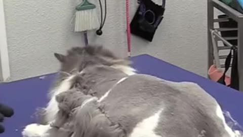 cat grooming