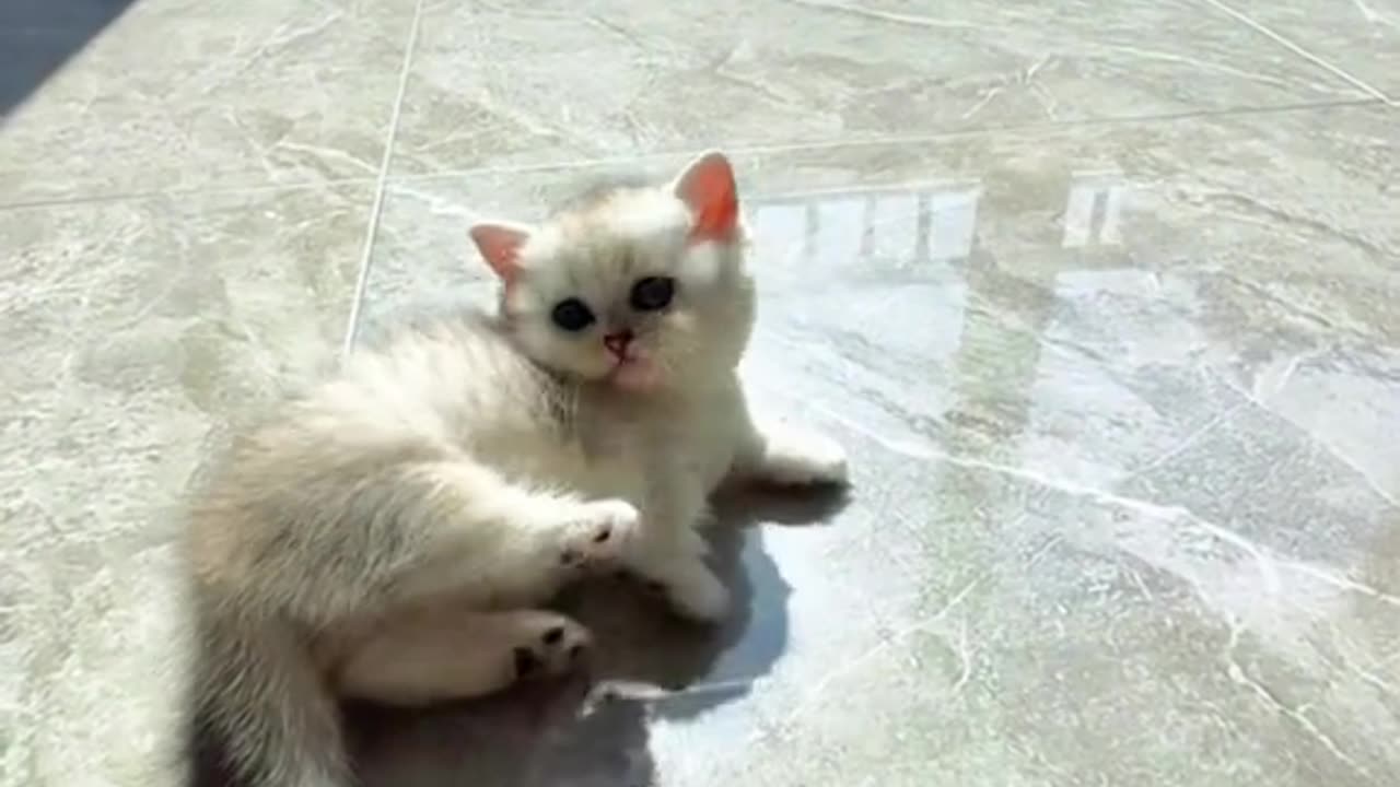 Cute Cats Moments