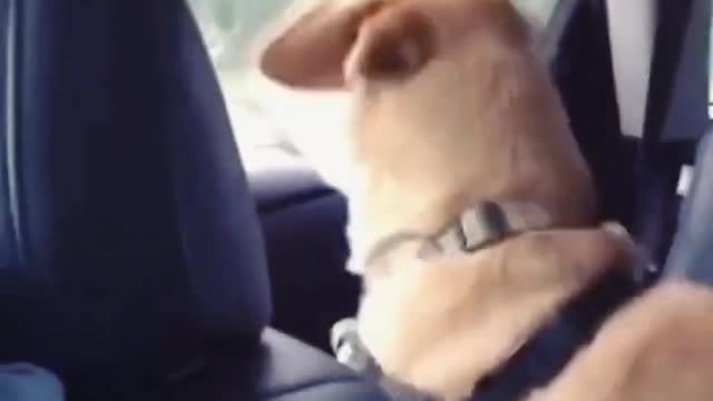 Funny dogs #viralshort Videos #shorts #funny #dogs #chihuahua #funnychihuahua