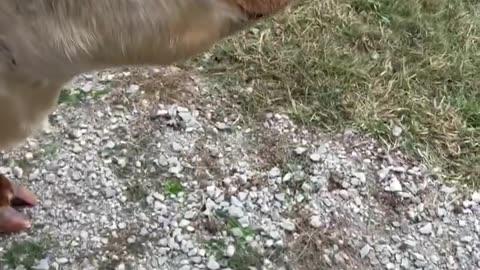 Cow Surprised at Gross Smell