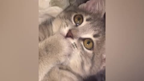 Funniest Animals Videos 2022 - Funny Cats and Dogs Videos 😹🐶