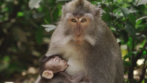 A Monkey feeding her baby