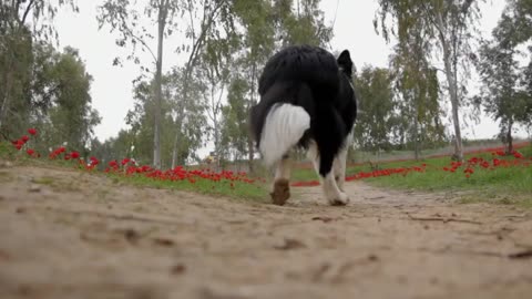 Dog Stock Footage | Pet | Animal | Free HD Videos