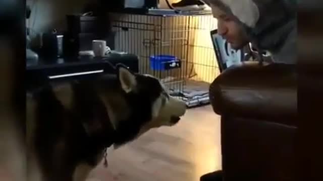 Husky is really angry. Don't be angry