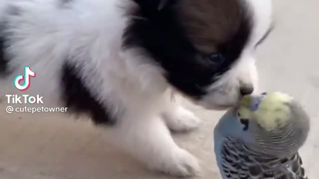 cute pe and Parrot playing