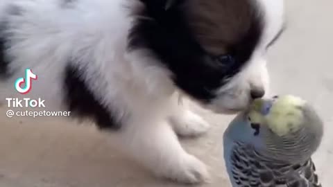 cute pe and Parrot playing