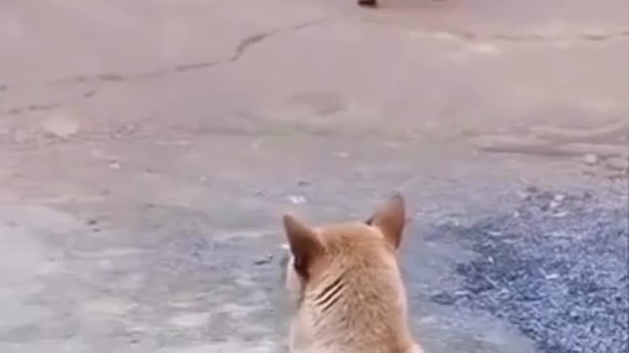 Viral funny moments excercise with dog's