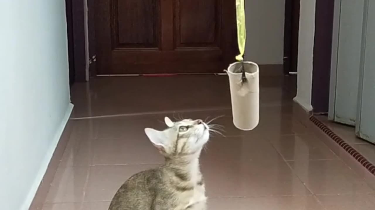 cat fanny viral video