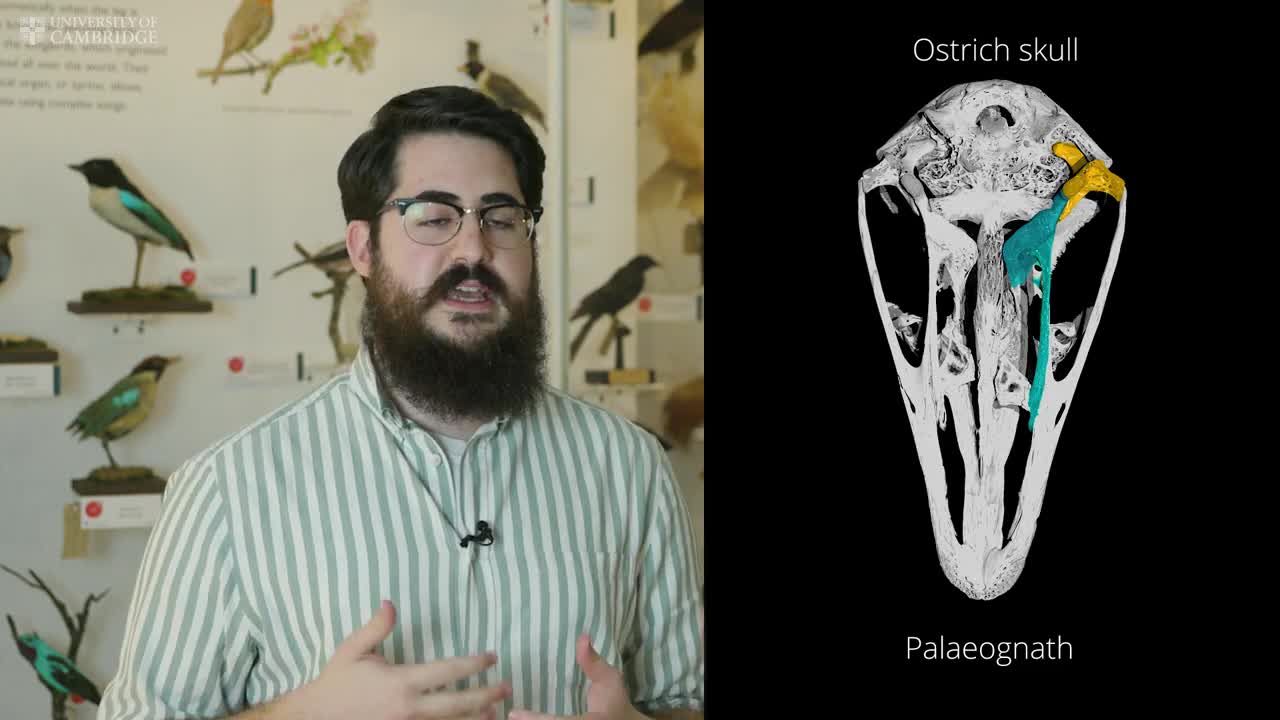 Janavis_ new species of toothed bird from the Age of Dinosaurs