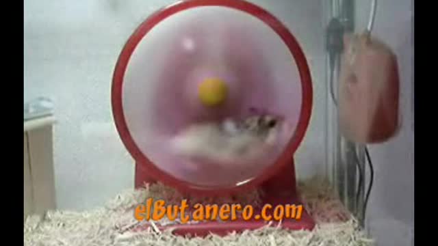 Speedy Hamster