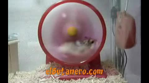 Speedy Hamster