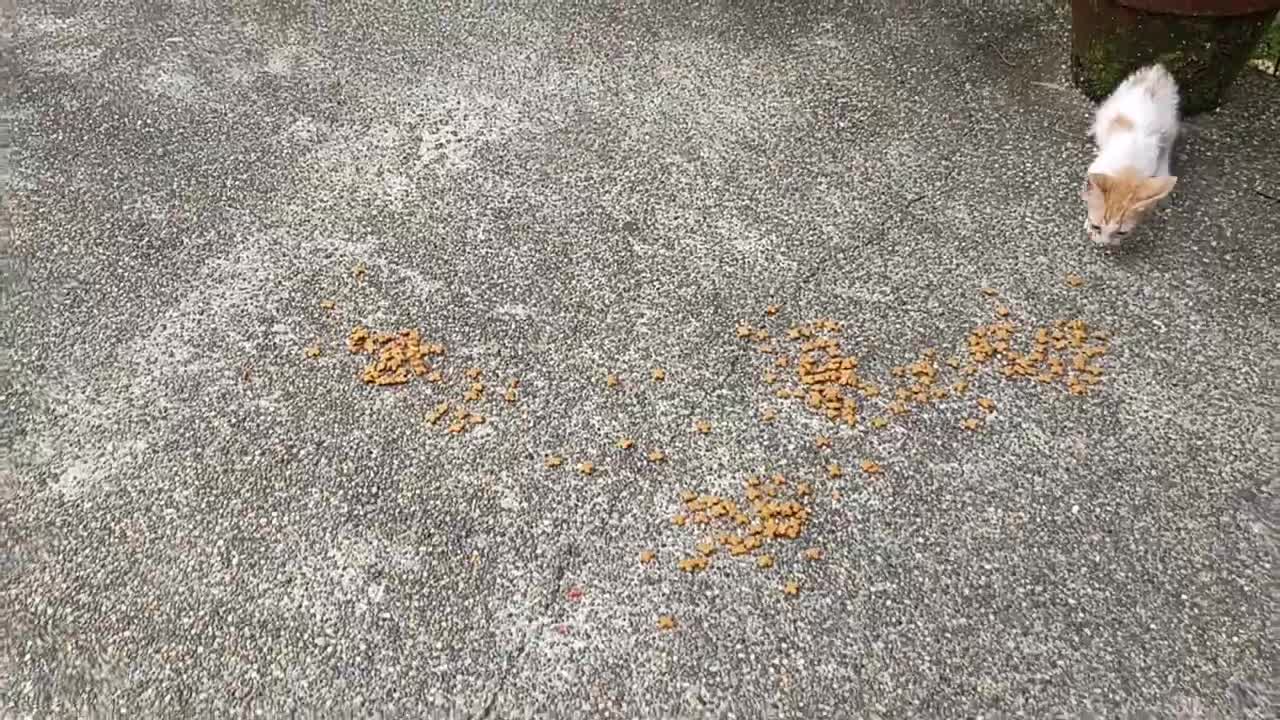 the kitten gang is hungry!
