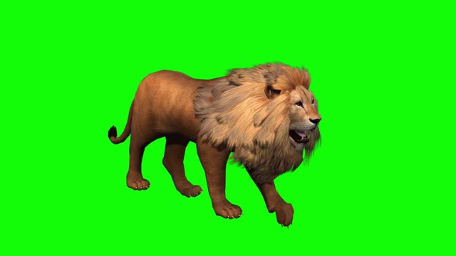 big animal lion walking composite keying show