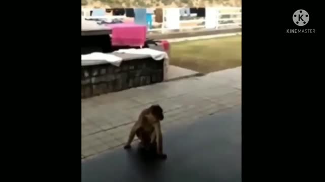 Monkey and dog