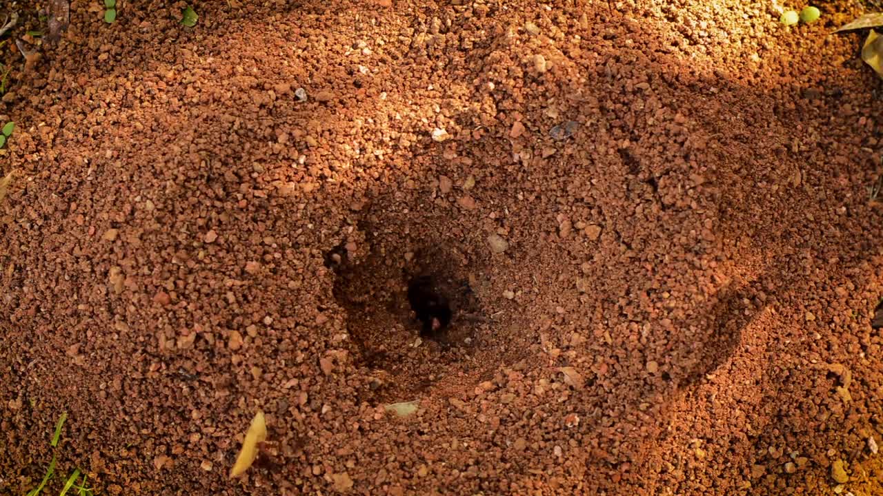 Anthill Ant Nest Sand Exterior Cologne Wild