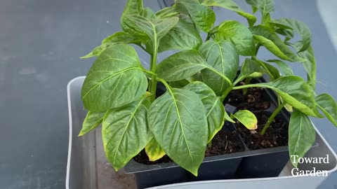 How to Grow Bell Peppers from Seed in Containers | Easy planting guide