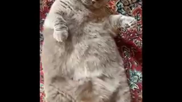 Funny cats