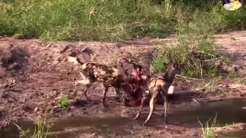 Deer Vs Wild Dogs