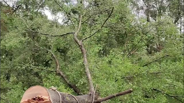 Falling Tree Slots Perfectly Into Stump