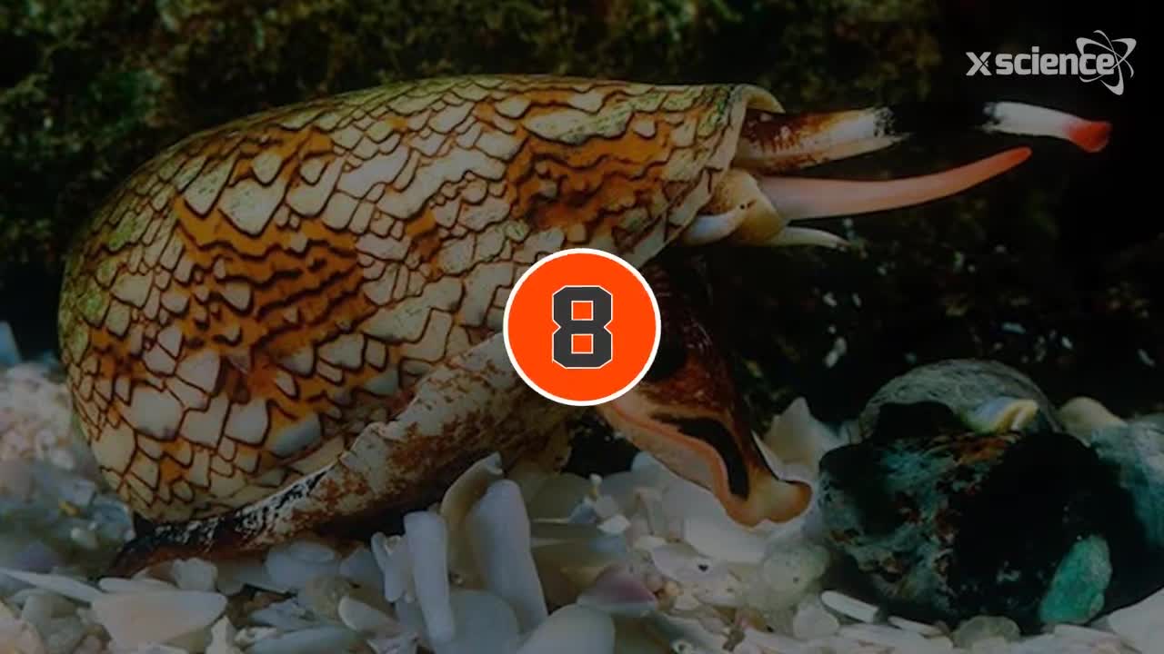 10 The most poisonous animal in the history of the world