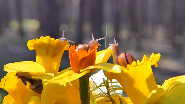 snails 3