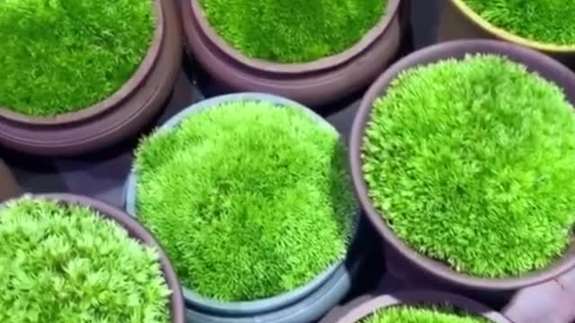 It makes me happy to see these plants