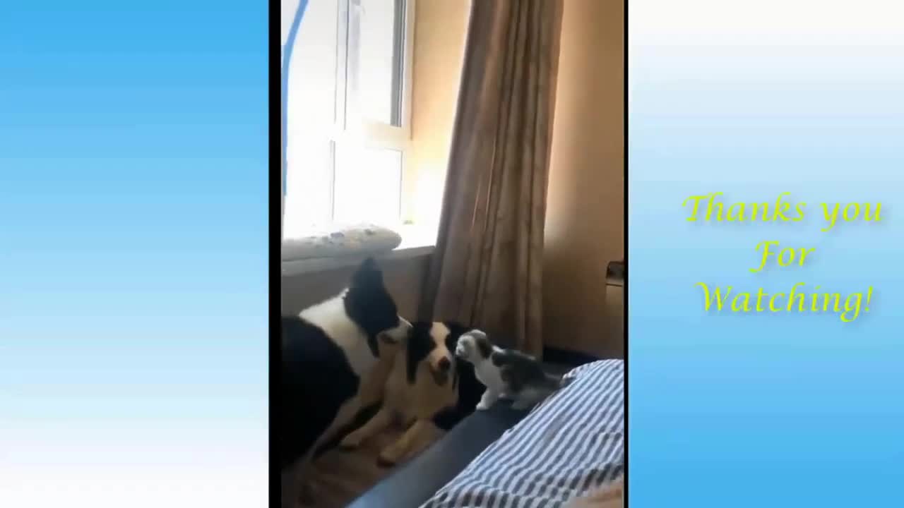 Kitten Challenges Dog