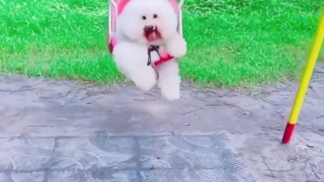 Fluffy Pup Smiles While Swinging