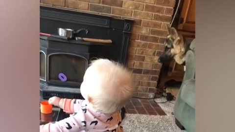 funny animal