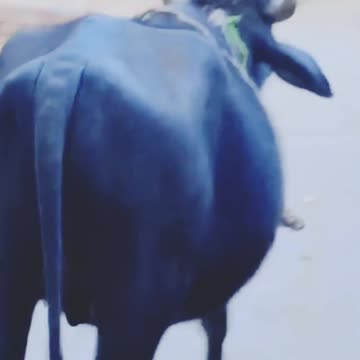 What beautiful love cows listen to people. This is real love