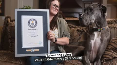 Great Dane is the World's Tallest Dog - Guinness World Records