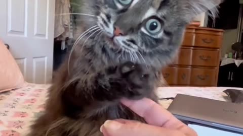 Cat funny video