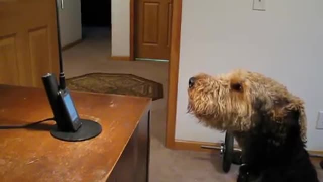 Dog 'Talks' To The Phone After Hearing His Mom Speaking On It