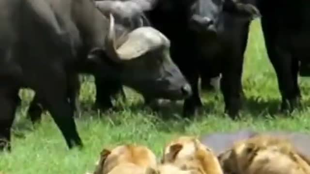 Herd of buffalo killed lion #shorts #buffalovslion