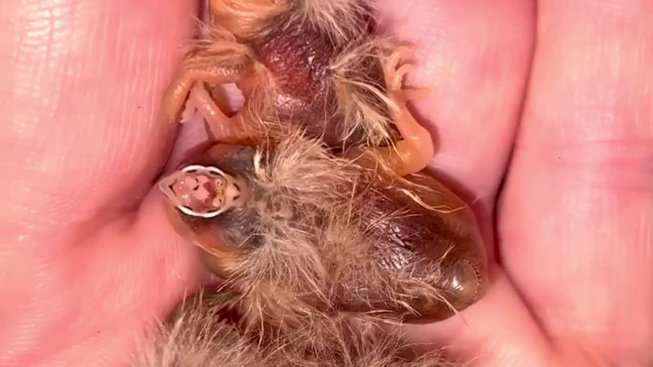 Zebra Finch Chicks