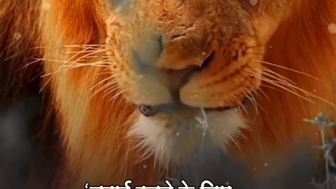 lion motivation