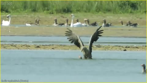 TOP 10 EAGLE HUNT - WITHOUT MERCY