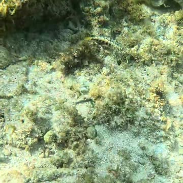 Snorkeling Adventures, Philippines. Amazing fish, I am not sure what this cool fish that I found is!