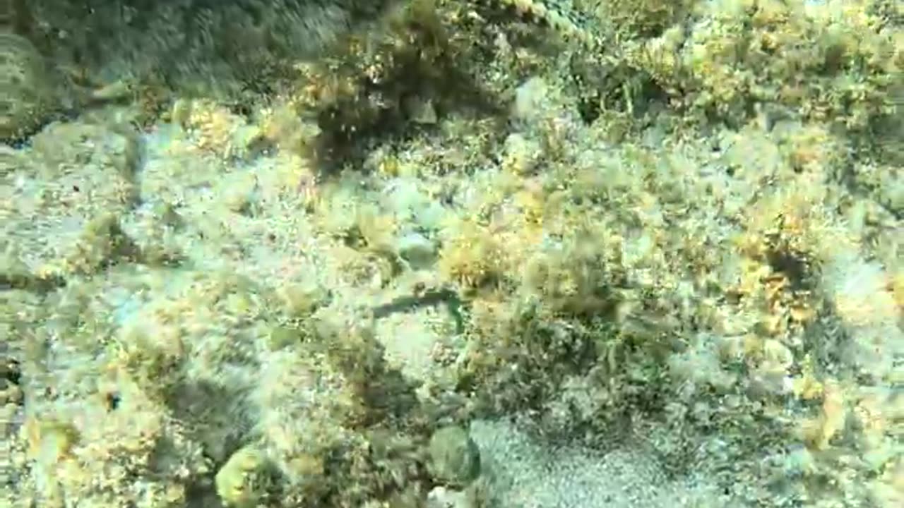 Snorkeling Adventures, Philippines. Amazing fish, I am not sure what this cool fish that I found is!