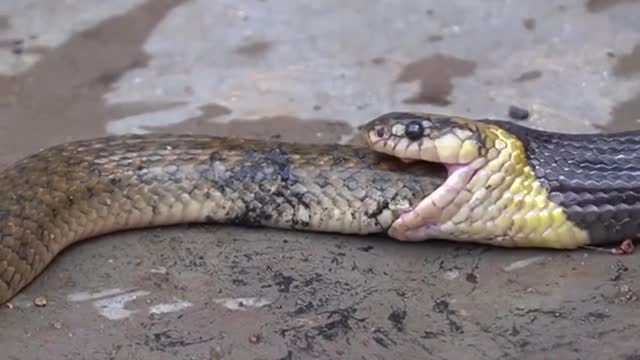 HORROR..!! Snakes eat snakes.. Dare to see.