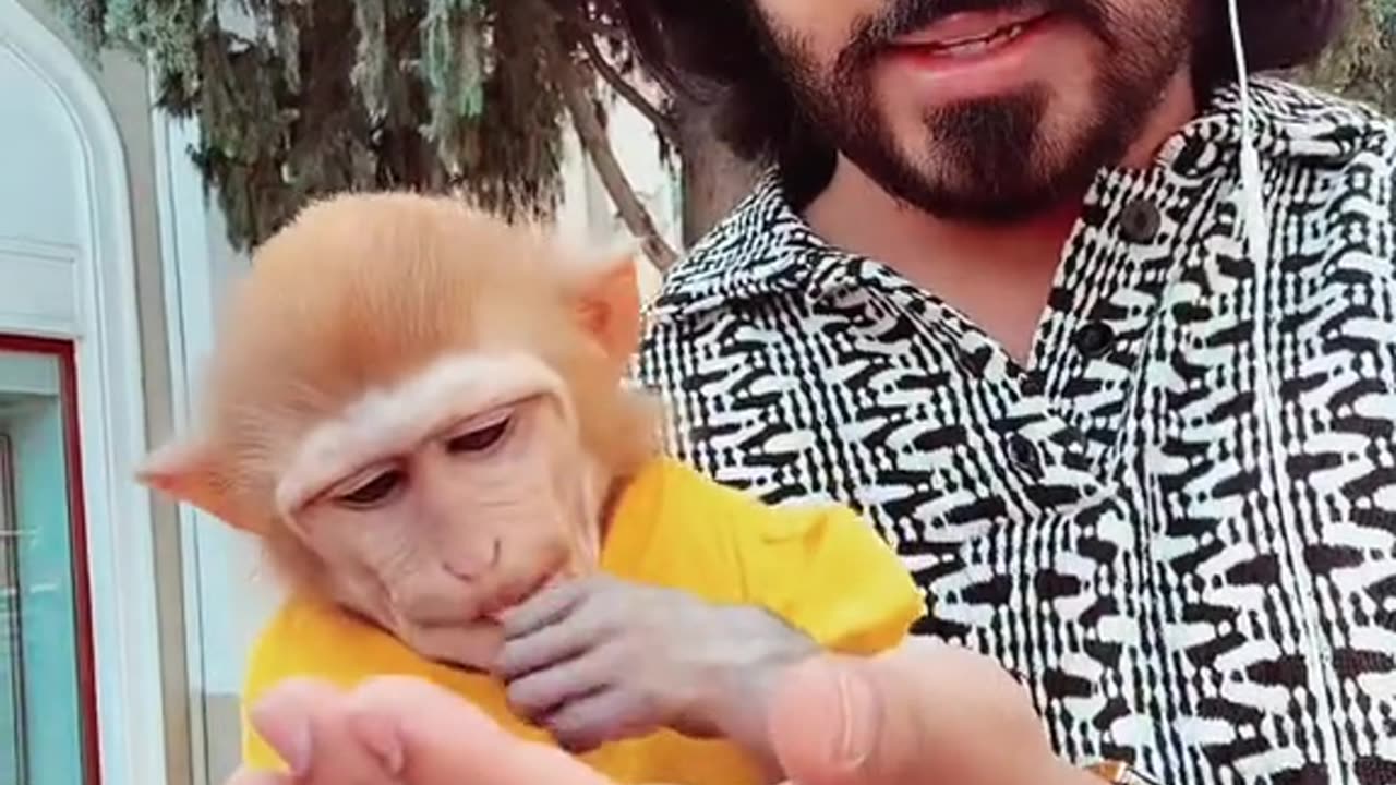 Yousif Monkey