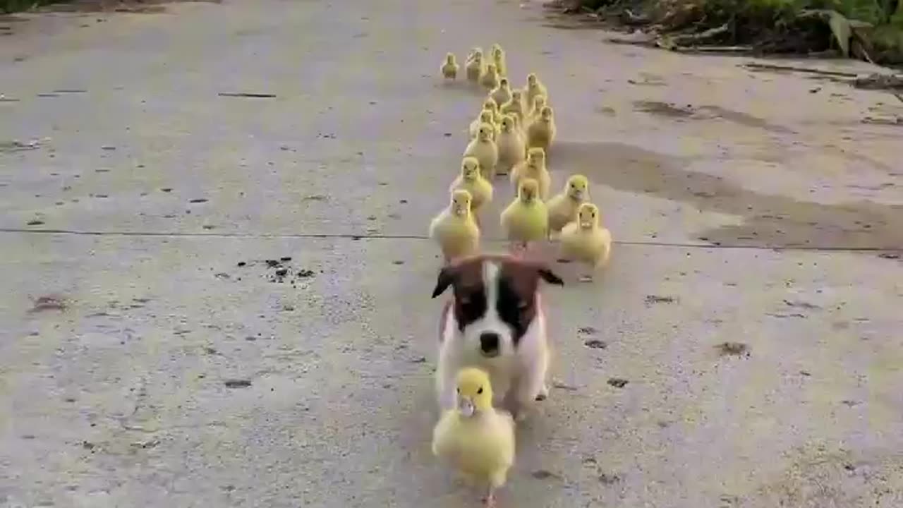 Bouncing puppy