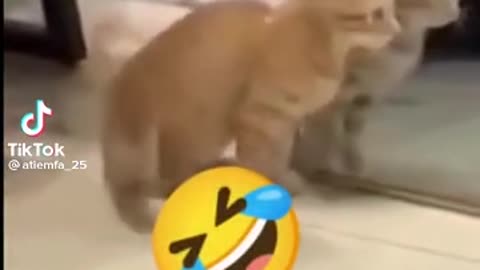 Kucing kaget