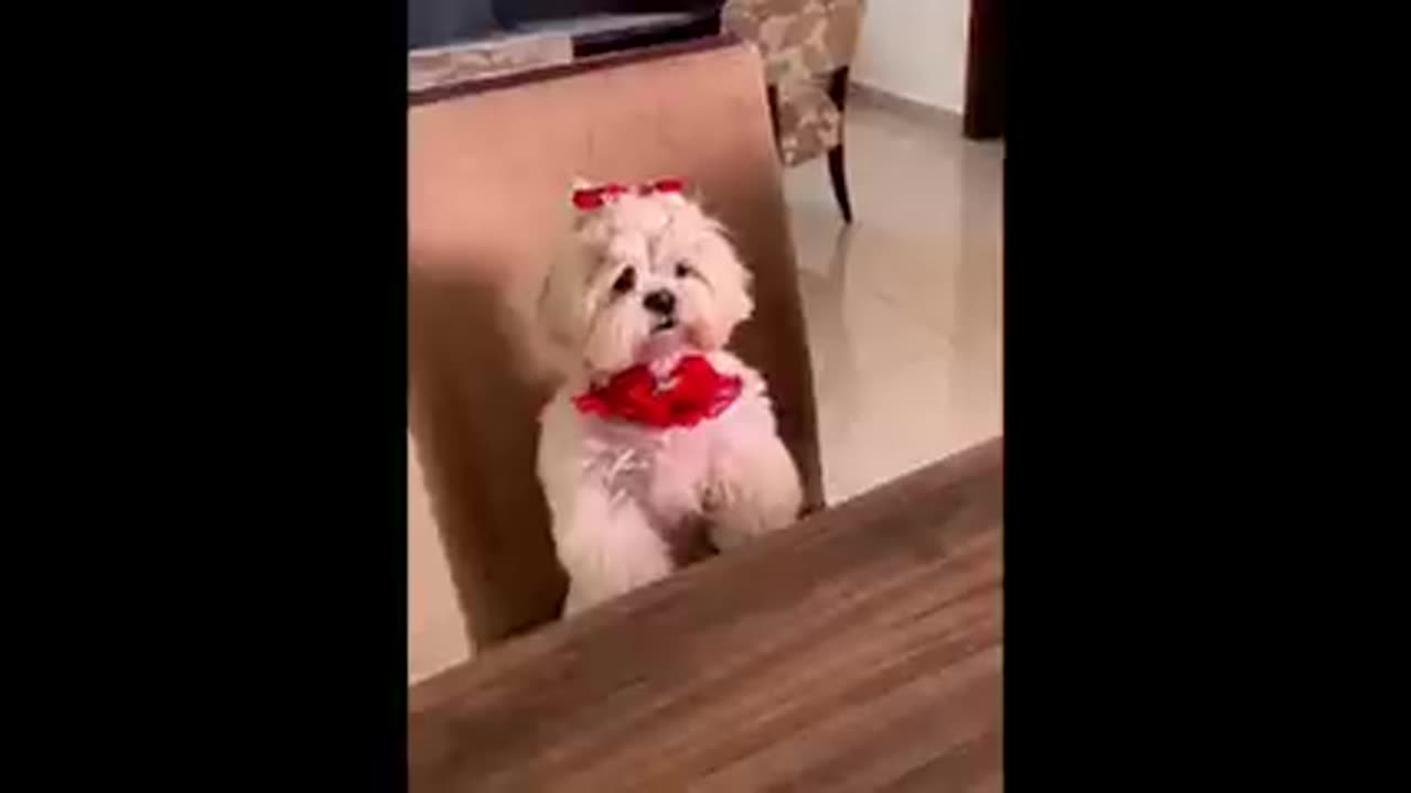 Funniest Dogs🐕 cats😹 videos