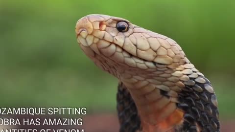 Kingsofplanet animals